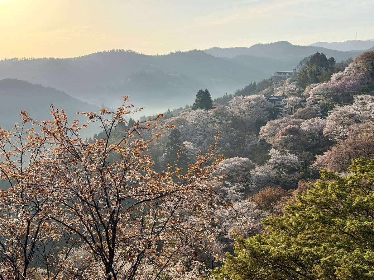ヨシノマホ🦌奈良クリエイター tweet media
