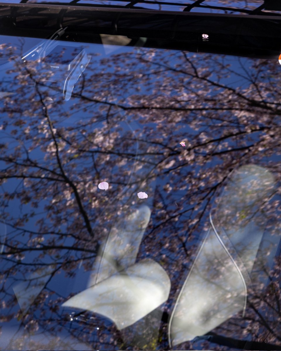 ボルボのコンパクトEVでお花見🌸
BセグSUVなのに428馬力もある頭おかしい車です