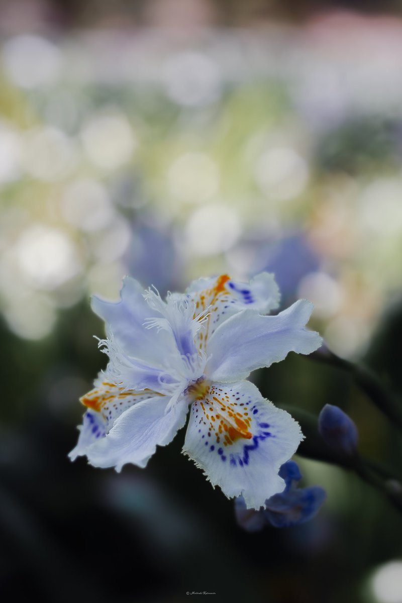 Akasha_Lounge tweet media