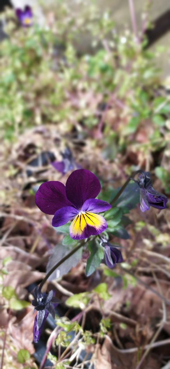 Pim & Ellen tweet media