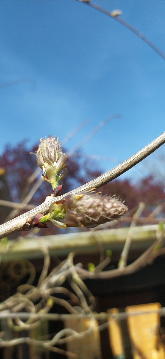 Pim & Ellen tweet media