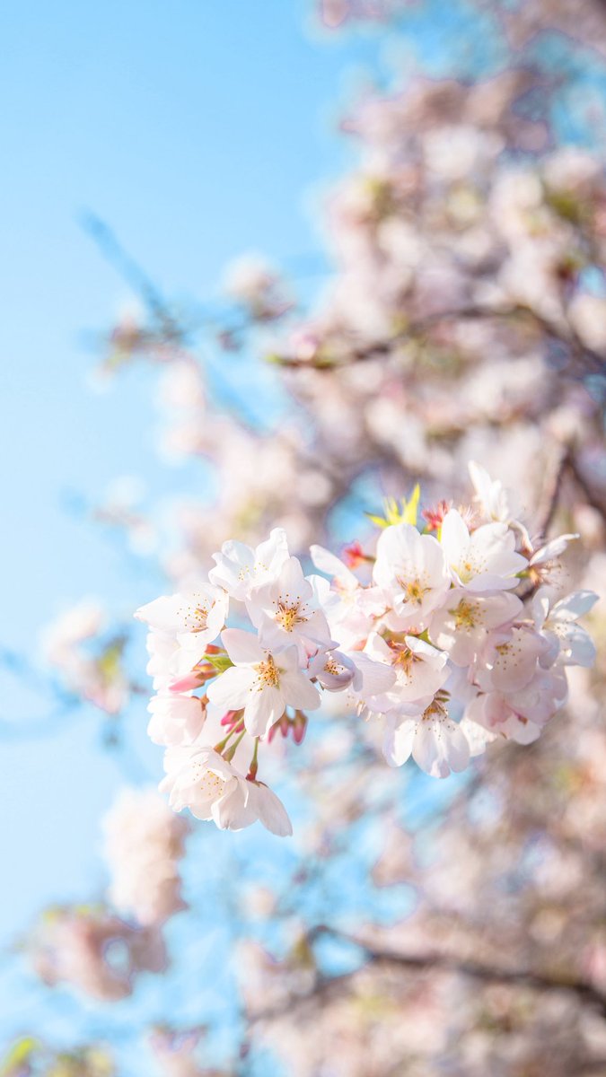 🎖️ ◂Ⓘ▸ tweet media