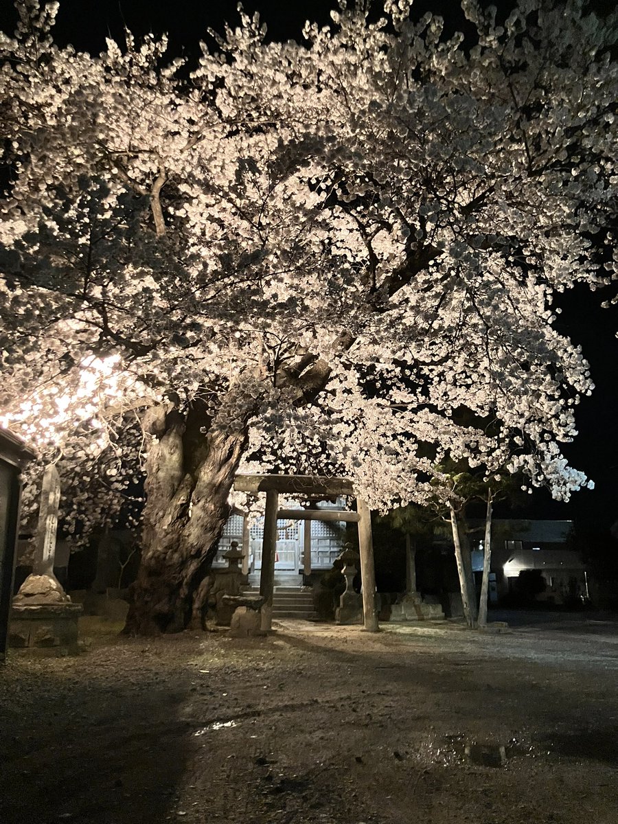 ちゅんつぴ△ tweet media