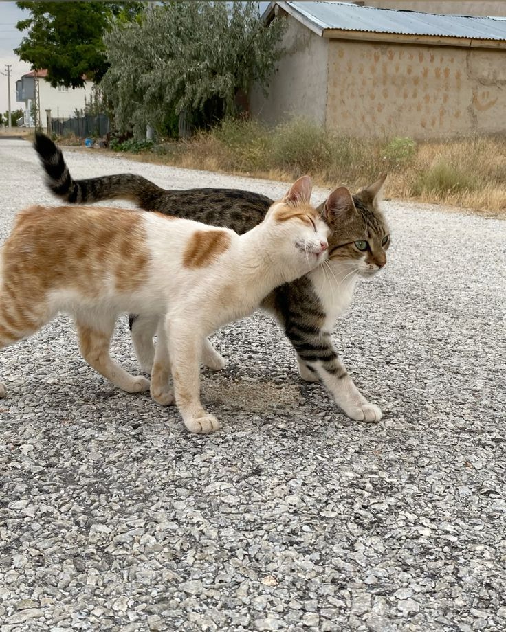 𝐒𝐞𝐫𝐞𝐧𝐚 ‎ꫂ᭪݁ tweet media