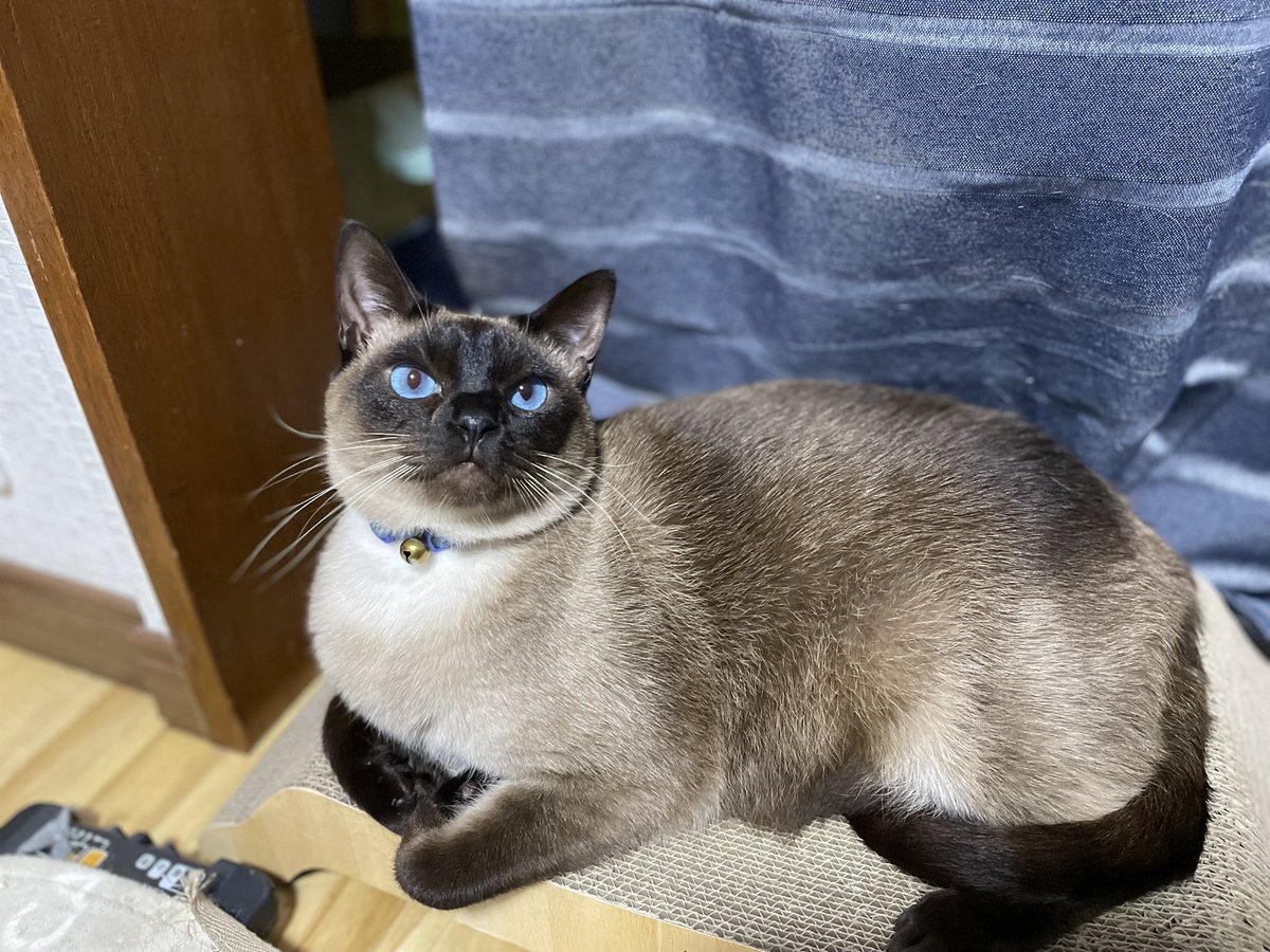 まるえ (marue) tweet media