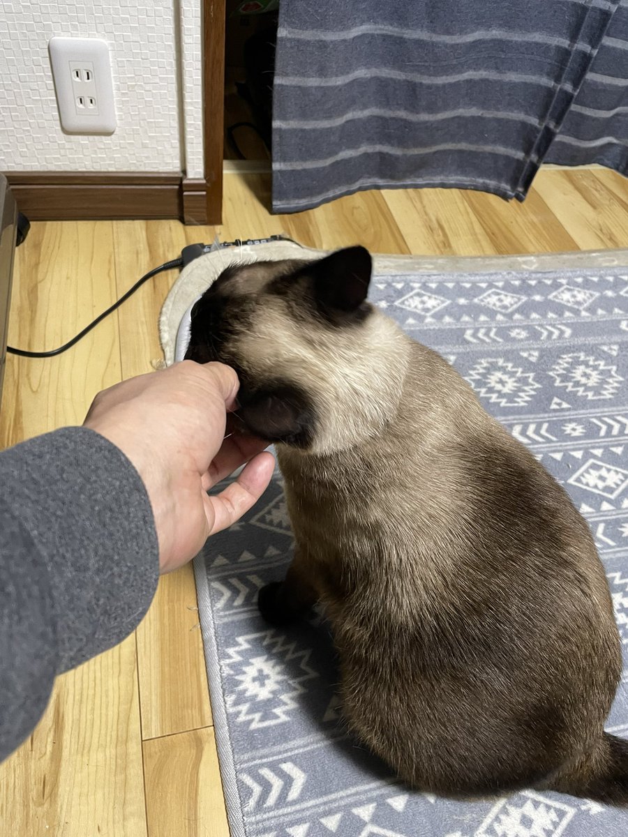 まるえ (marue) tweet media