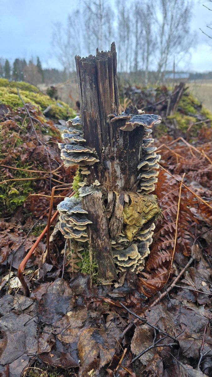 tiia jyrkiäinen tweet media