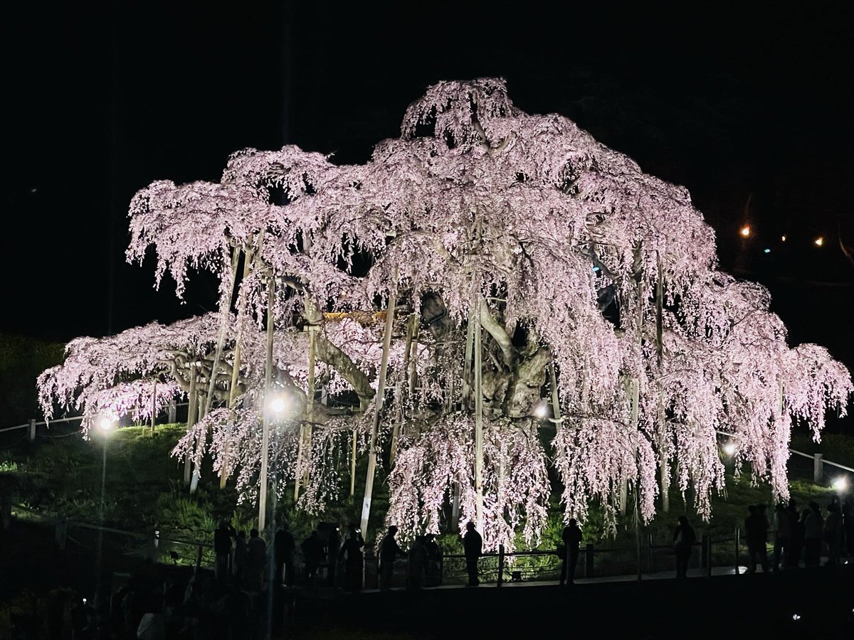 三春滝桜

今年も圧巻です