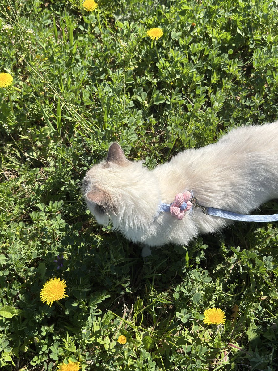 good boy collector ✨🤍 tweet media