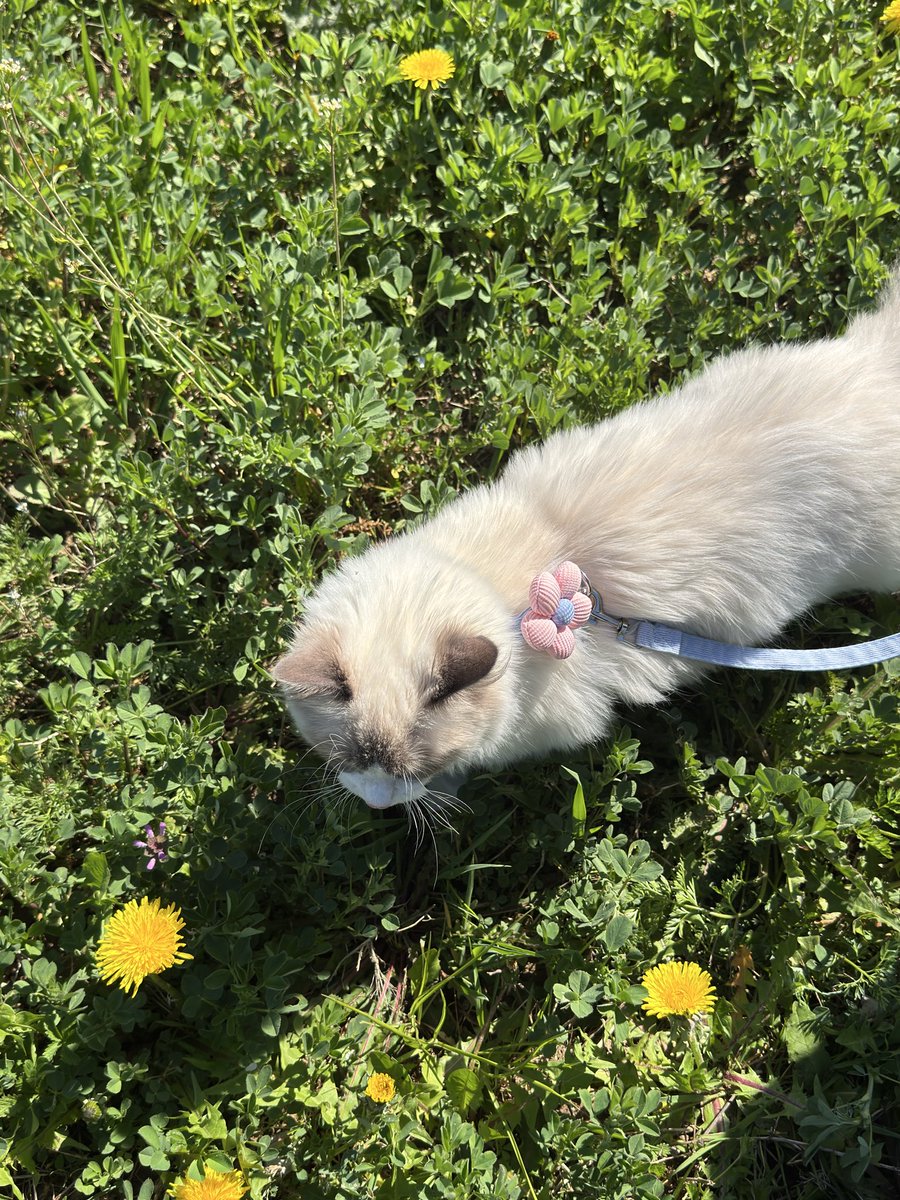 good boy collector ✨🤍 tweet media