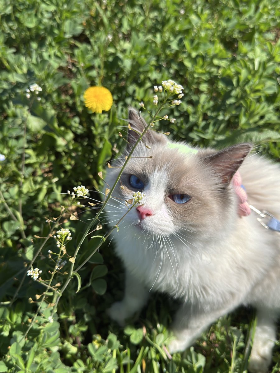 good boy collector ✨🤍 tweet media