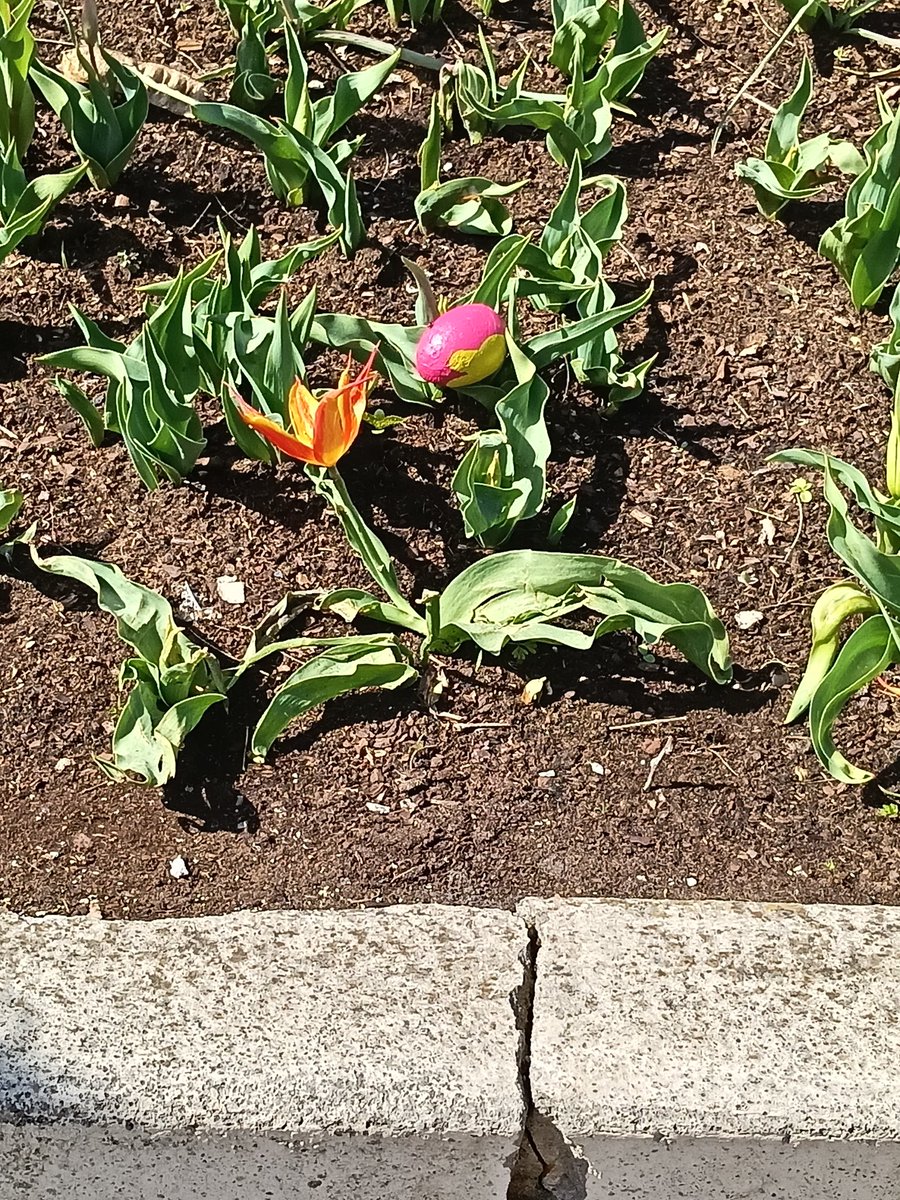 Paaseieren verstopt in het Anderrijk! Ik vermoed door een vriendelijke #efteling gast. #fatamorgana