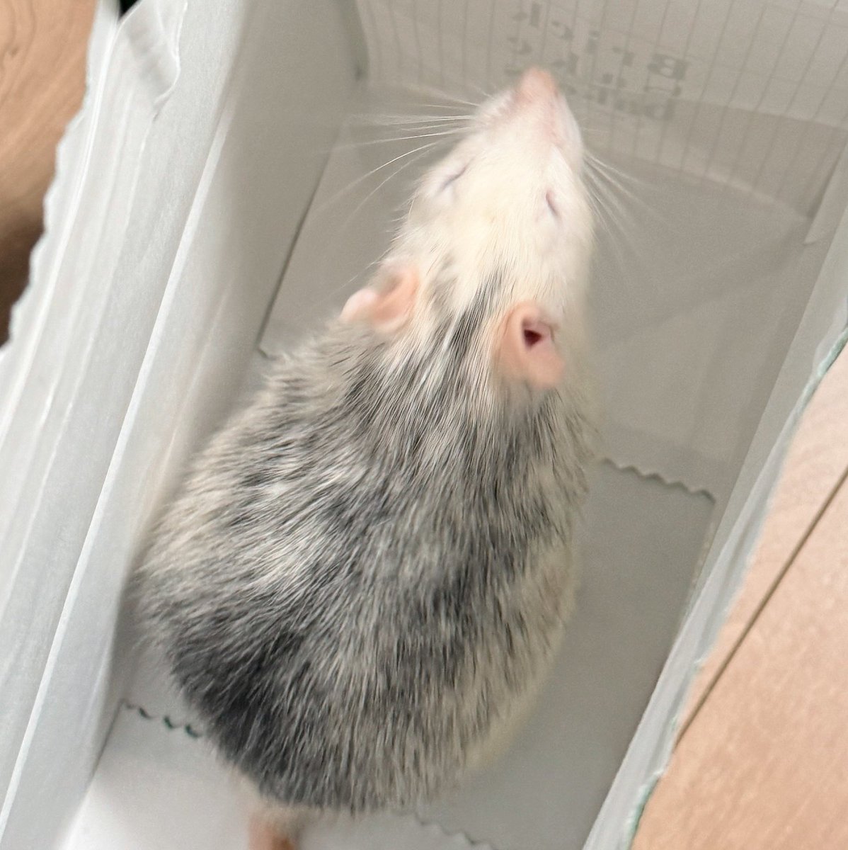 쥐배자 tweet media