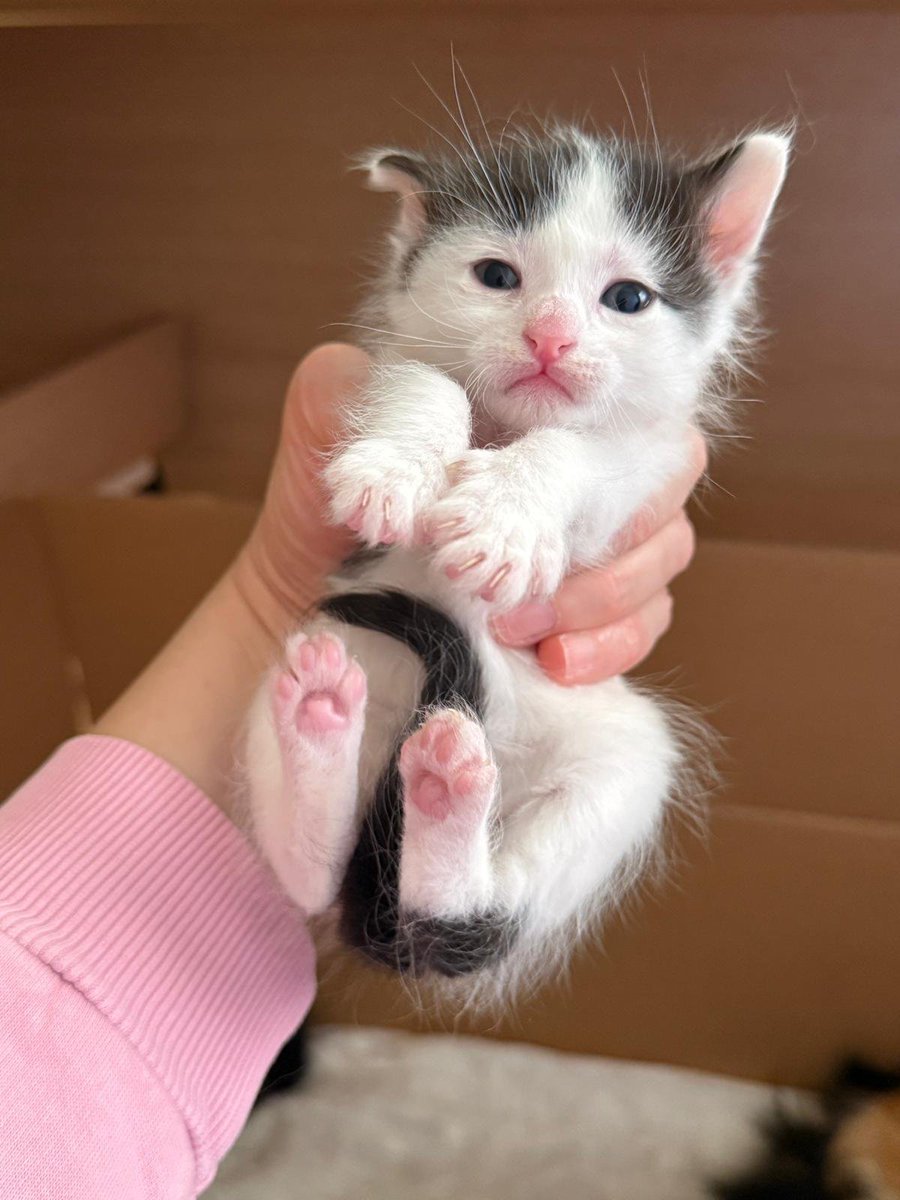 Özgür Hakan Aslan tweet media