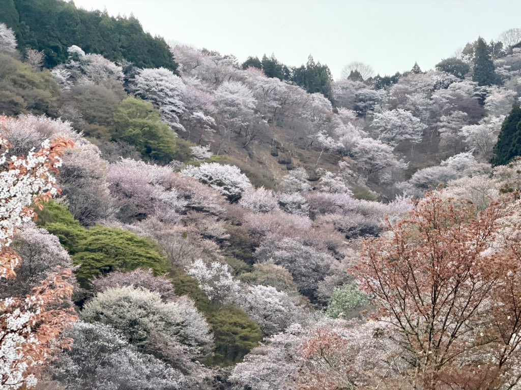 ヨシノマホ🦌奈良クリエイター tweet media