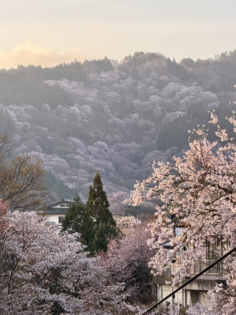 ヨシノマホ🦌奈良クリエイター tweet media