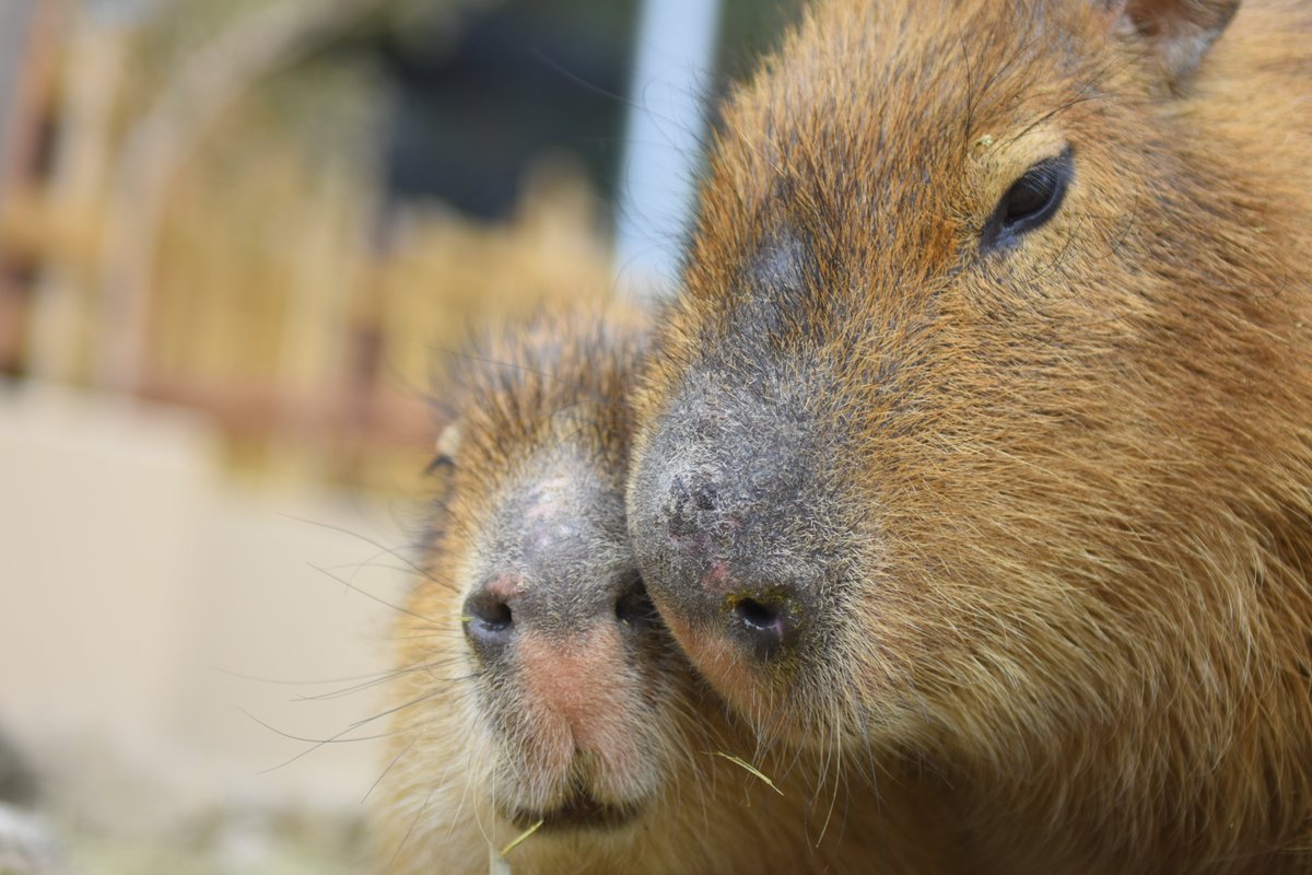 八重樫です。(カピバラ大好き) tweet media