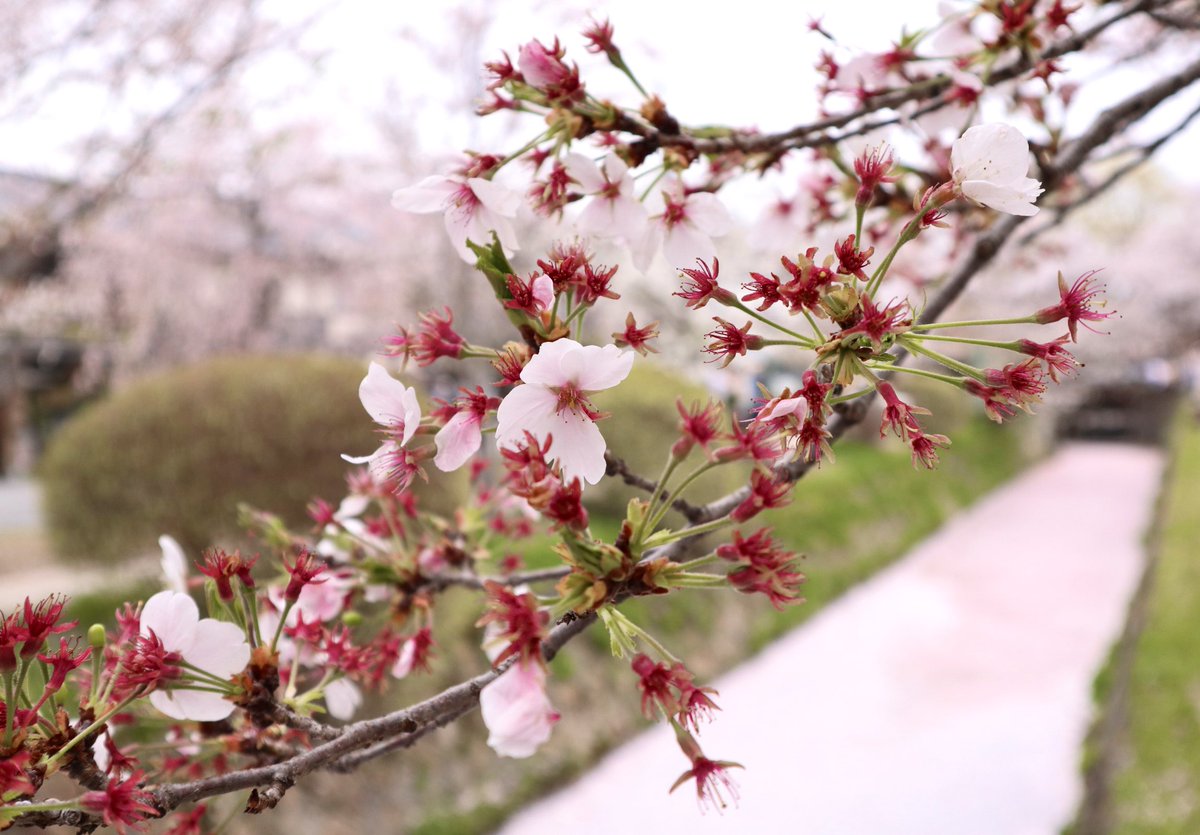 べに🍭 tweet media