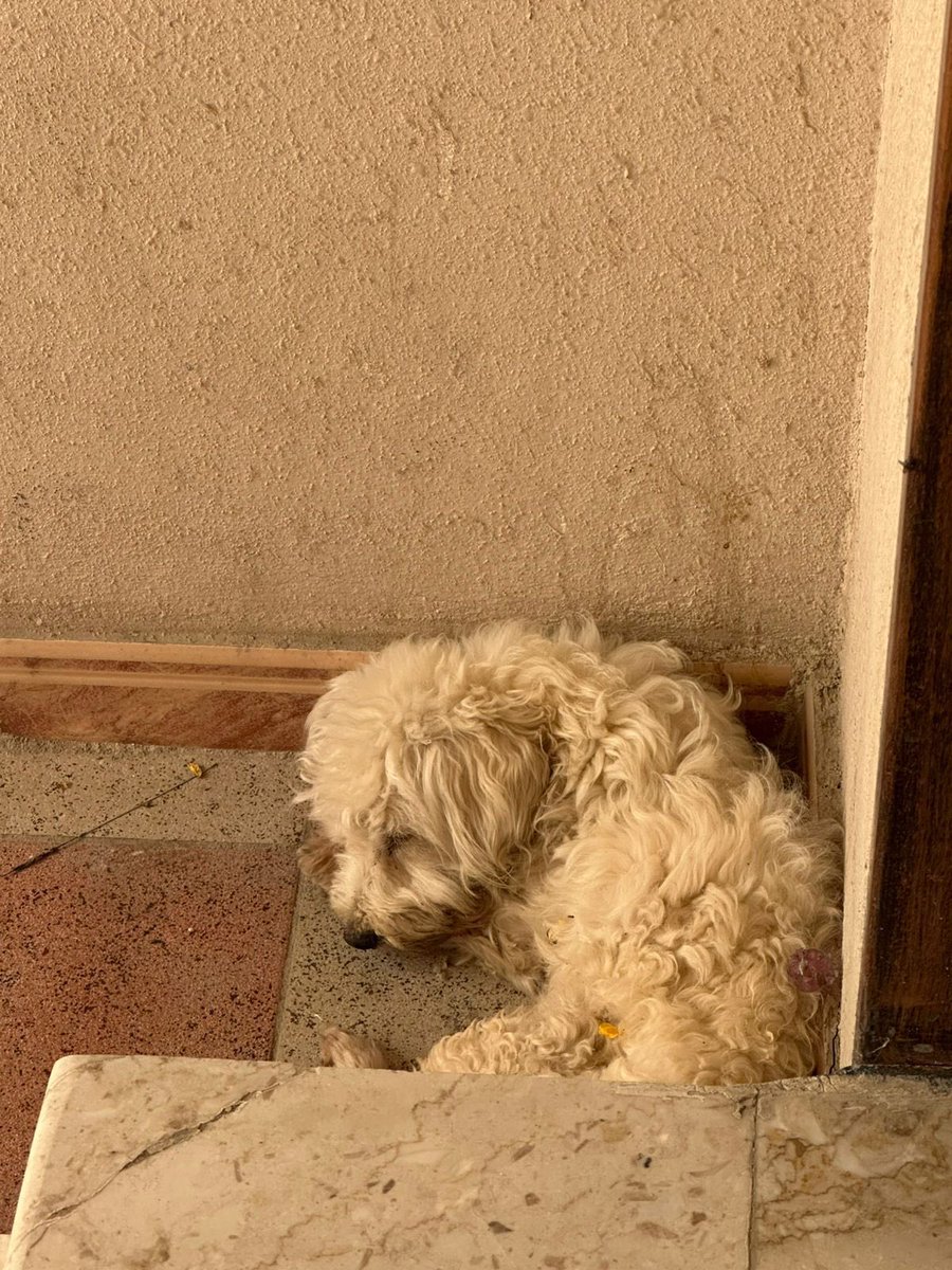 Engmanalrescuer tweet media