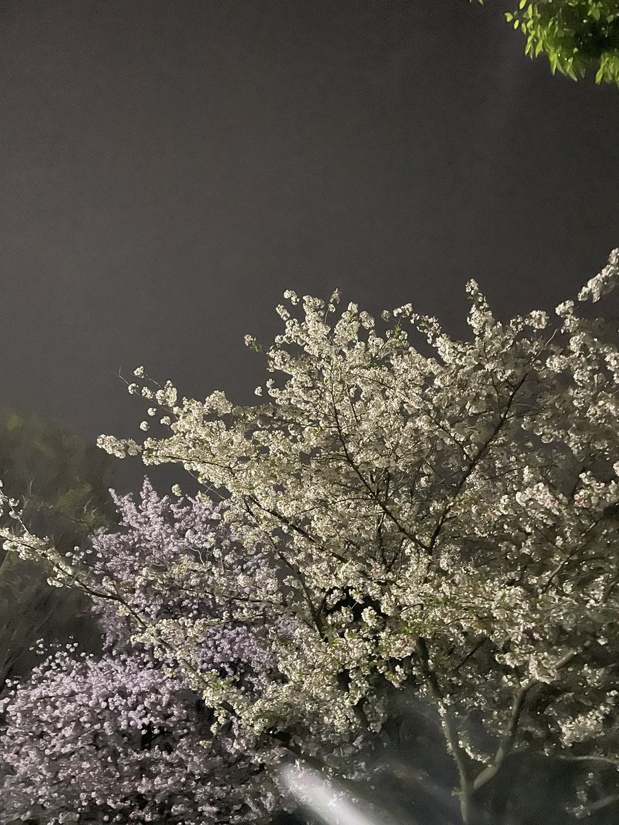 ゴードン tweet media