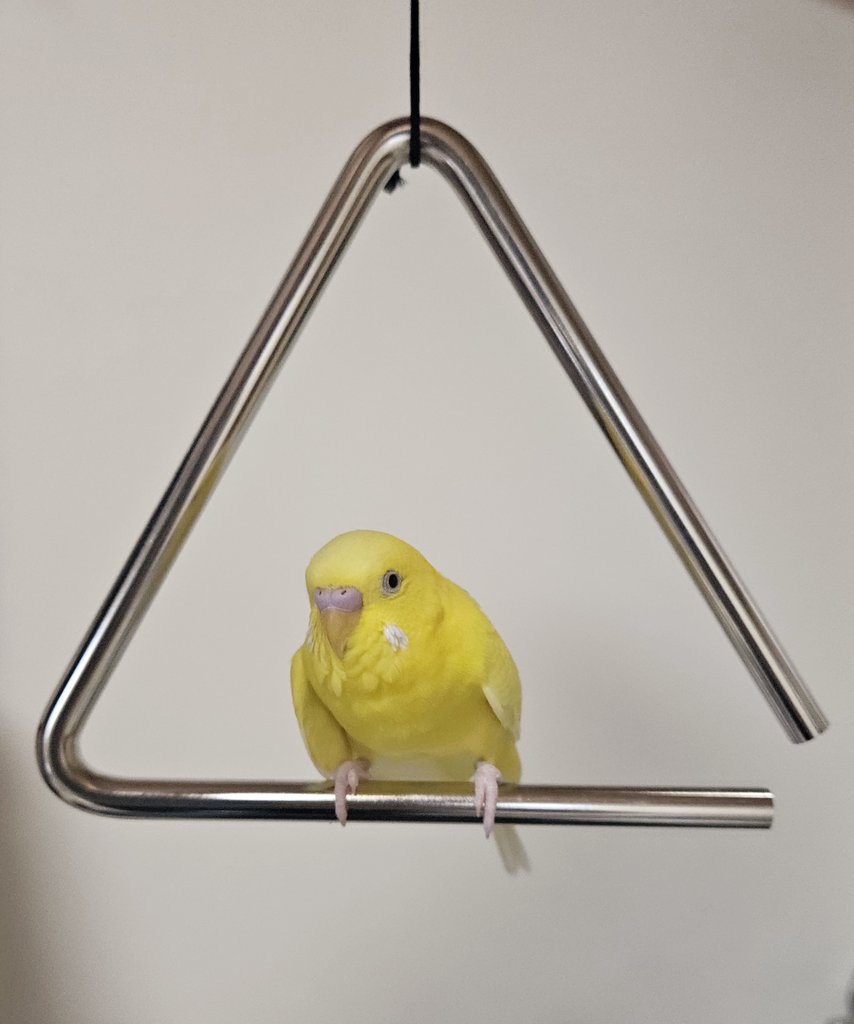 ぺーちゃん tweet media