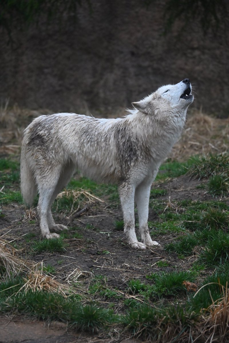 しっぽう tweet media