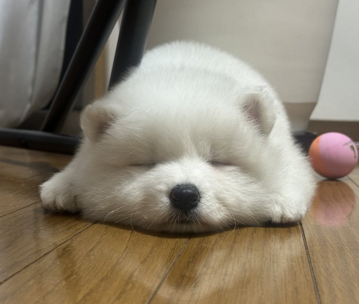 サモエド☆さだはる tweet media