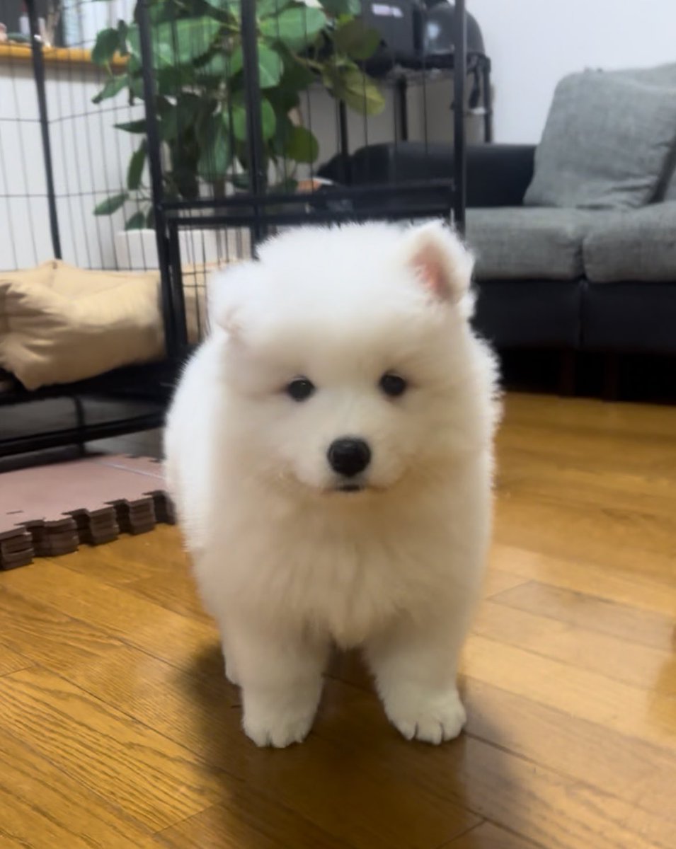 サモエド☆さだはる tweet media