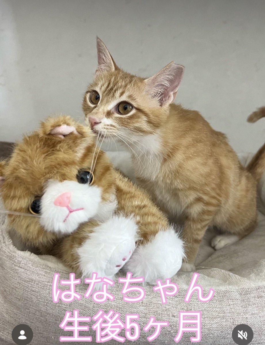 気まま母♪ tweet media