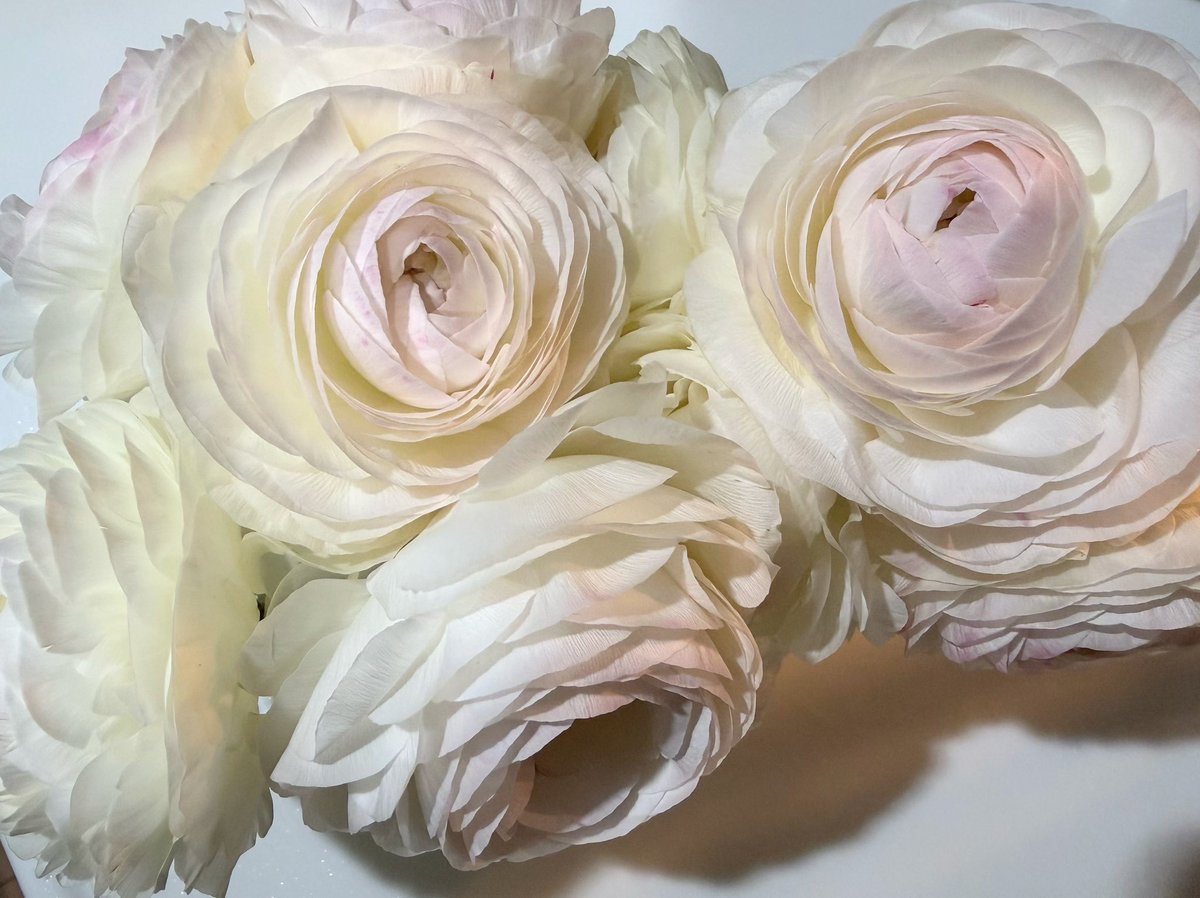 tomo.mi. tweet media