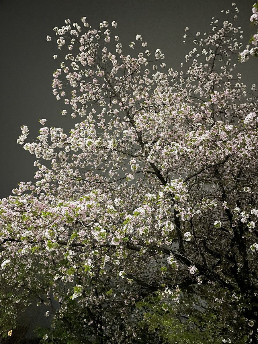 Dark🟰だく tweet media