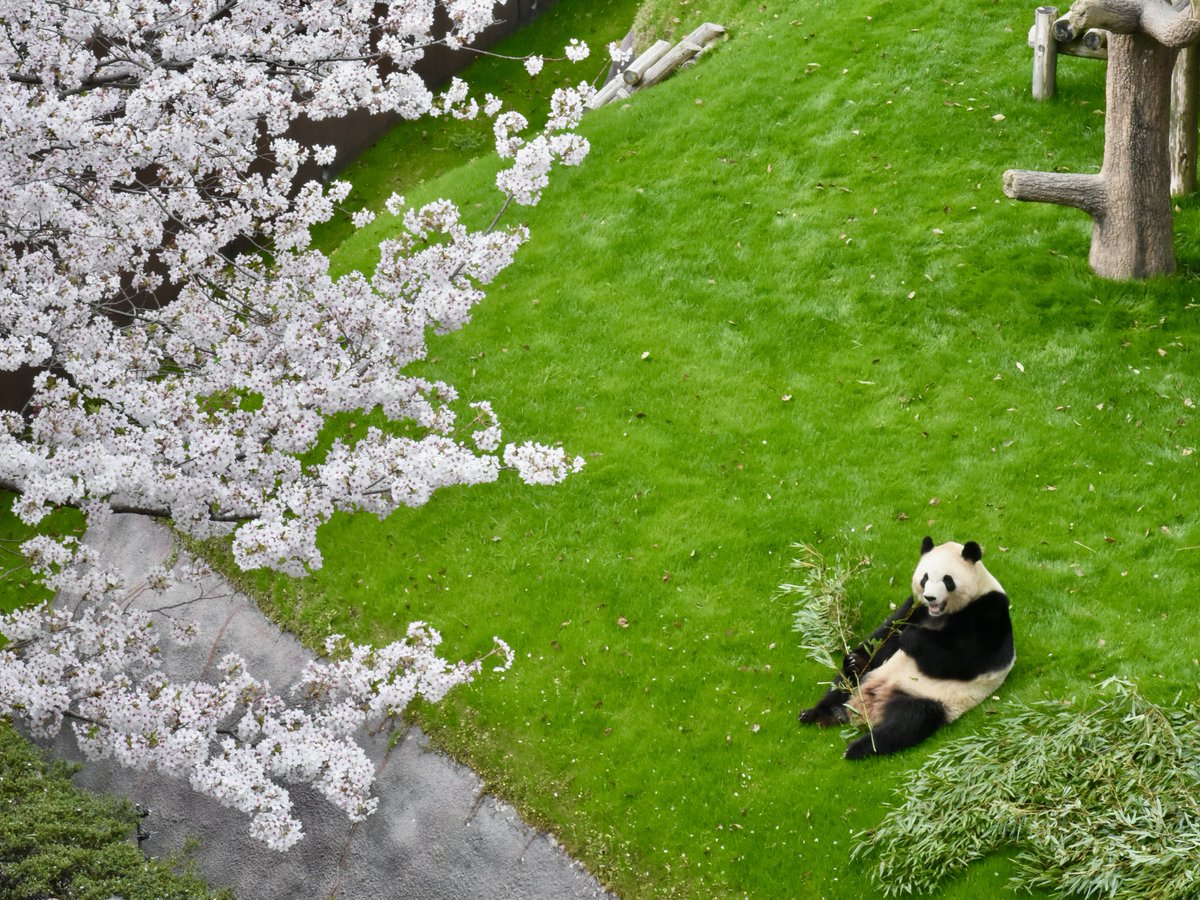 csk_panda's tweet photo. もう一度浜家のみんなとお花見したい…🌸🍡 https://t.co/jqy3bWQwW3