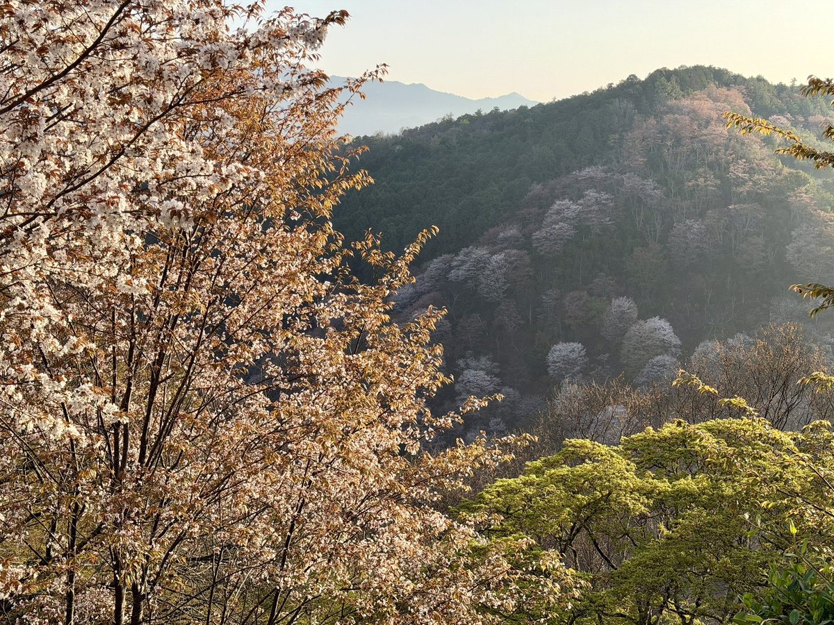ヨシノマホ🦌奈良クリエイター tweet media