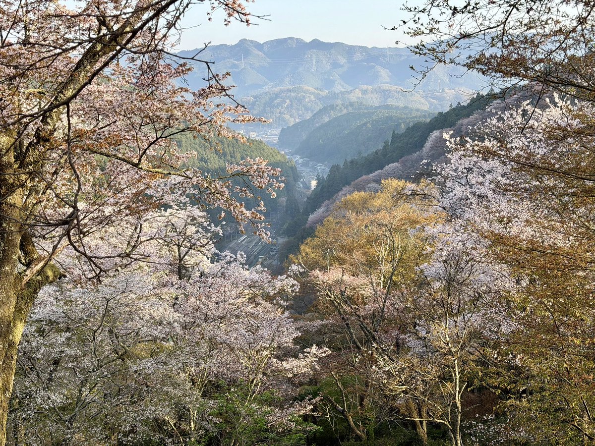 ヨシノマホ🦌奈良クリエイター tweet media