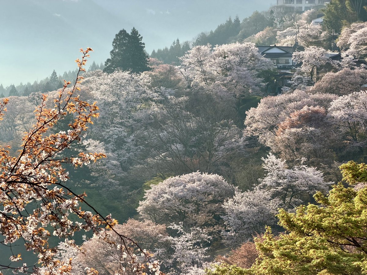 ヨシノマホ🦌奈良クリエイター tweet media