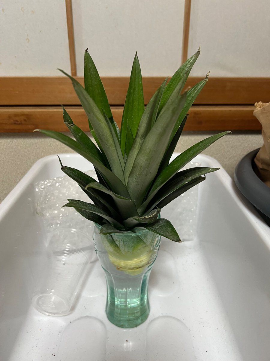 ECO-Herb tweet media