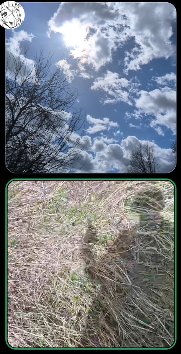 Racoon of Shedtwt tweet media