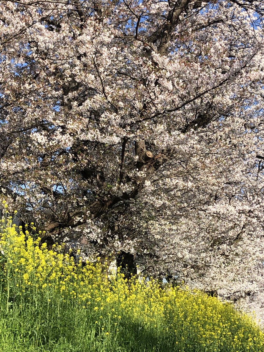 mikokeiko's tweet photo. 🌸💗🌸 •𖡼𓂃˚⋆ฺ｡ ༓ 💛✨💛

桜の元では…
どこでも 平和な雰囲気が漂ってる

どこまでも 続いて欲しい…
花の路も 人々の幸せそうな笑顔も ✨🫶✨

#華やか
#コラボ
#川沿いの桜並木

#goegeus
#colabolation 
#cherryblossom 
#Canolaflower 

260403  💮 https://t.co/IFNp6ZDoG4