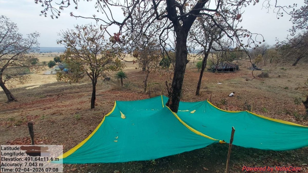 Himanshutyg_ifs's tweet image. Tamil saying about this tree, "ஆலை இல்லா ஊருக்கு இலுப்பைப் பூ சர்க்கரை"= "For a town without a sugar mill, the Iluppai flower serves as sugar."

Every part of the #tree is used. Seeds for oil. Flowers for wine/biscuits. Bark for medicine. Leaves for fodder. Worshipped by Gonds.