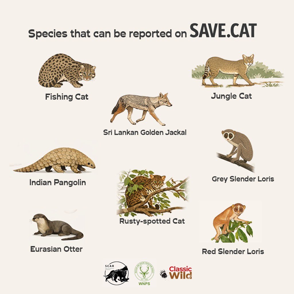 wnpssl's tweet photo. Sri Lanka’s smallest wild cats are out there—you just haven’t noticed them yet.
Spot. Record. Protect. Be part of the mission 👉 https://t.co/tXo802H1np

#SaveSmallCats #SriLanka #Conservation

@classictravels https://t.co/Na3kzkJyvP