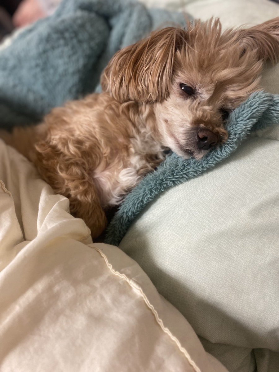 中村福助 tweet media