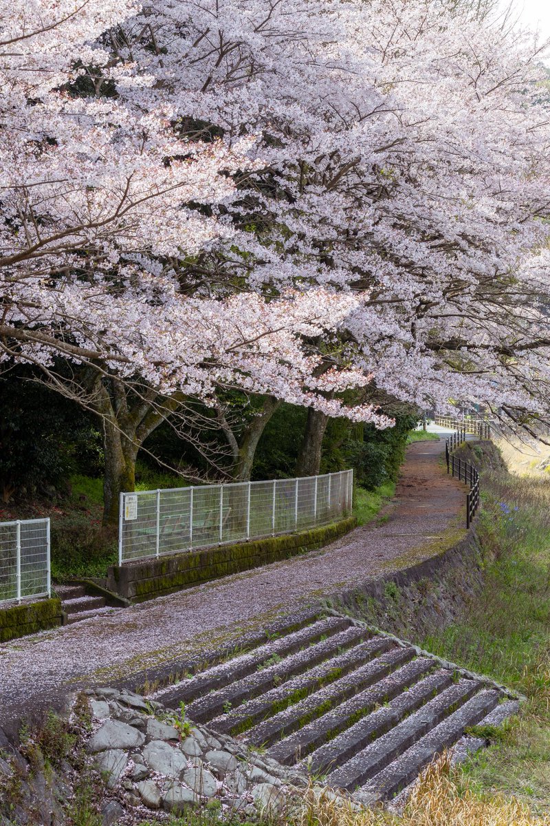 yo_aoym's tweet photo. 桜 https://t.co/S4K6OBy4G7