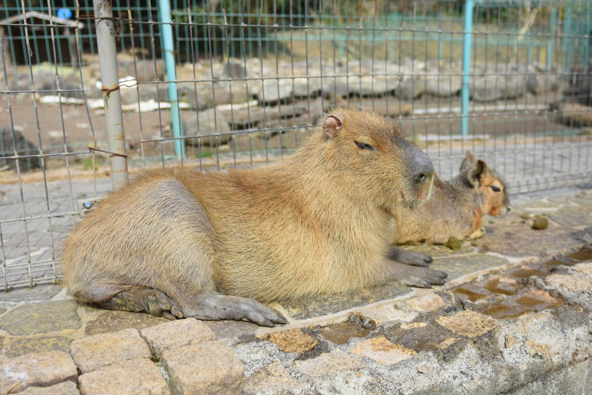 八重樫です。(カピバラ大好き) tweet media