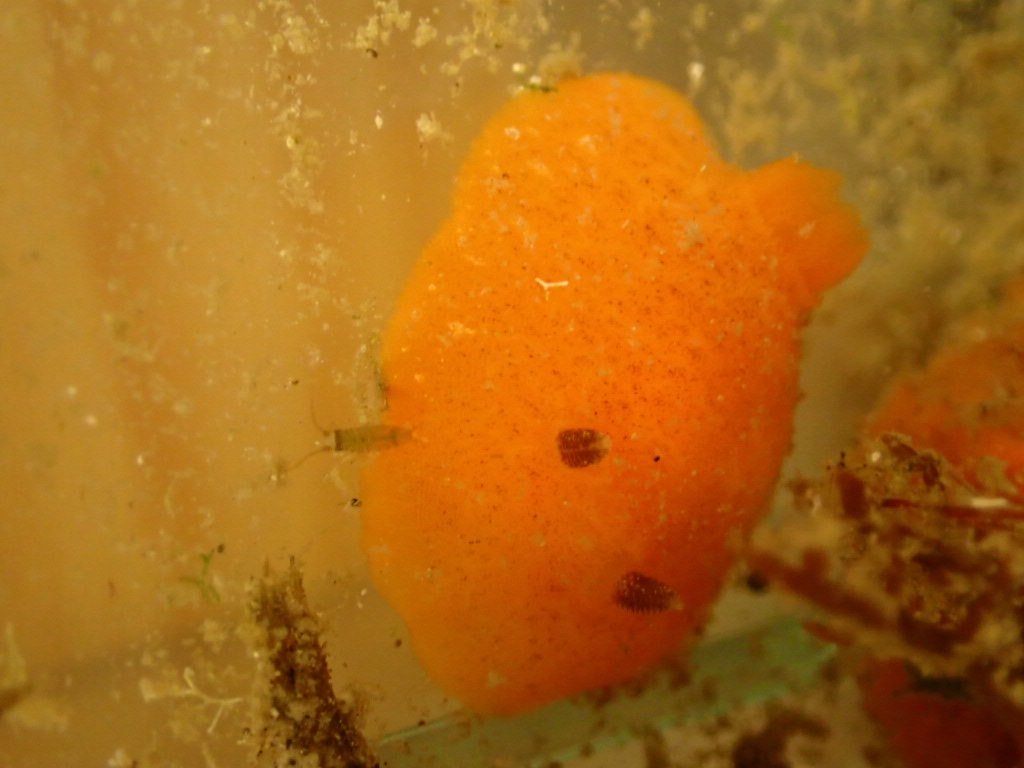 @海藻好きのダイバー tweet media