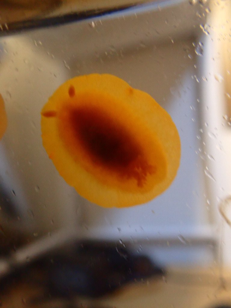 @海藻好きのダイバー tweet media