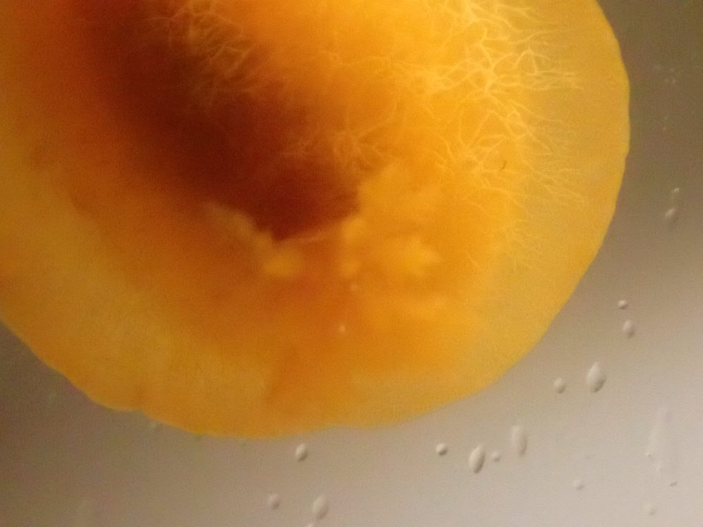 @海藻好きのダイバー tweet media