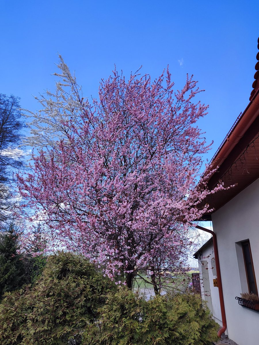 Łaka Makabom tweet media