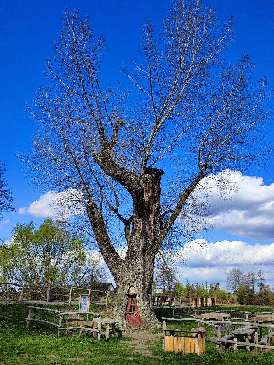 Łaka Makabom tweet media