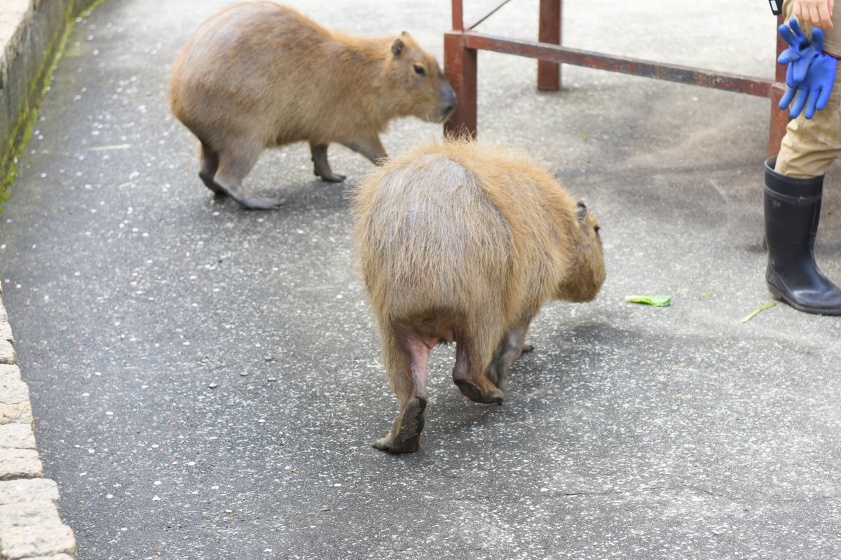 おはようございます。けつようびですね。
２けつ
#カピバラ
#伊豆アニマルキングダム