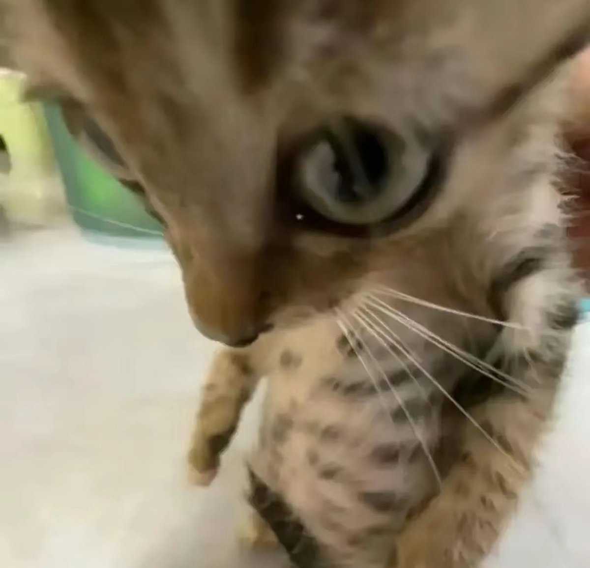 Blank Tamashi✧| Reaper Elf VTuber tweet media